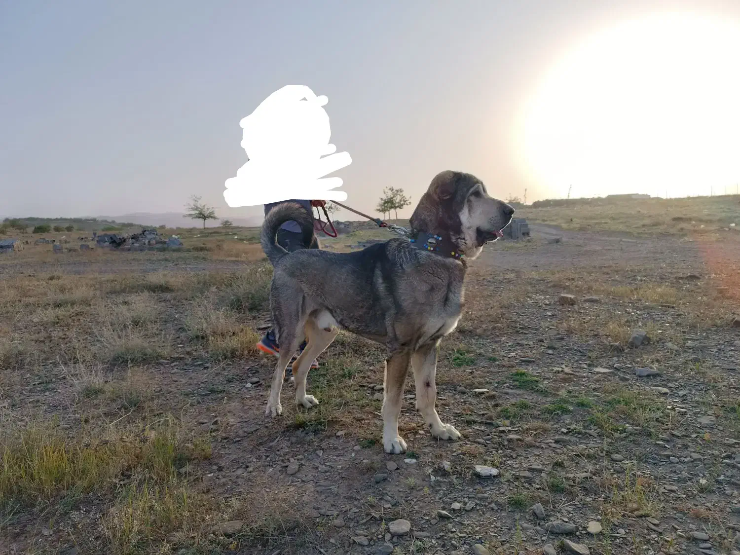 واگذاری سگ پژدر|سگ|مشهد, وکیلآباد|دیوار