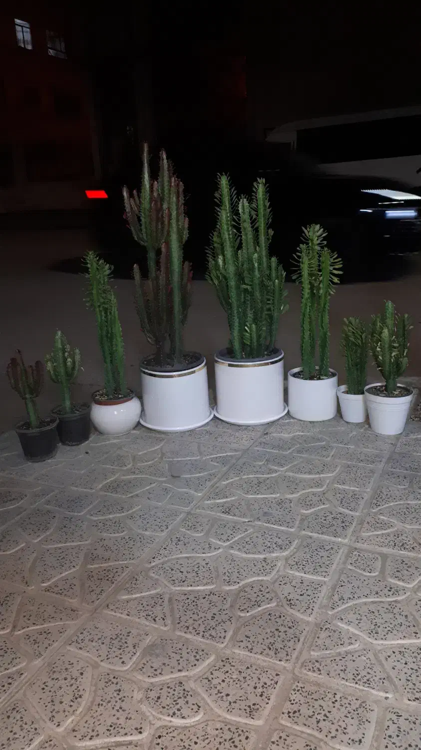 افوربیا در انواع مختلف و نخل ماداگاسکار|گل و گیاه طبیعی|کرمانشاه, |دیوار