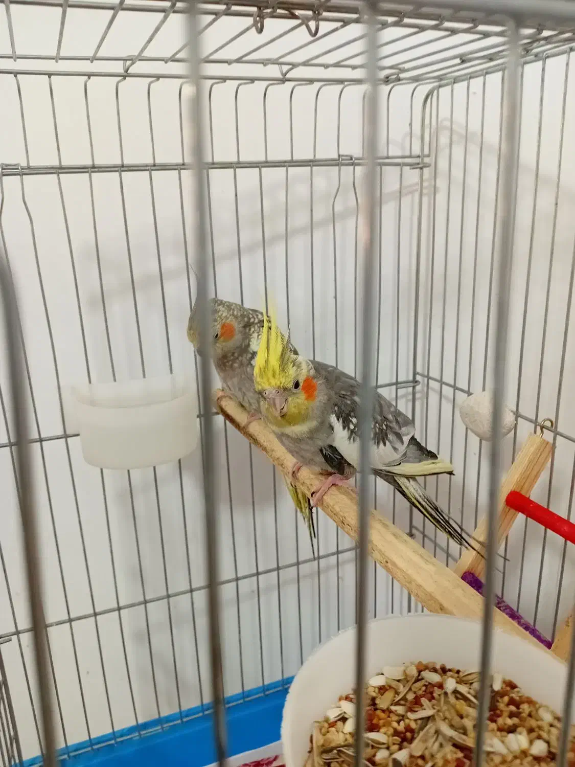 عروس هلندی نر و ماده|پرنده|قدس, شهرقدس|دیوار