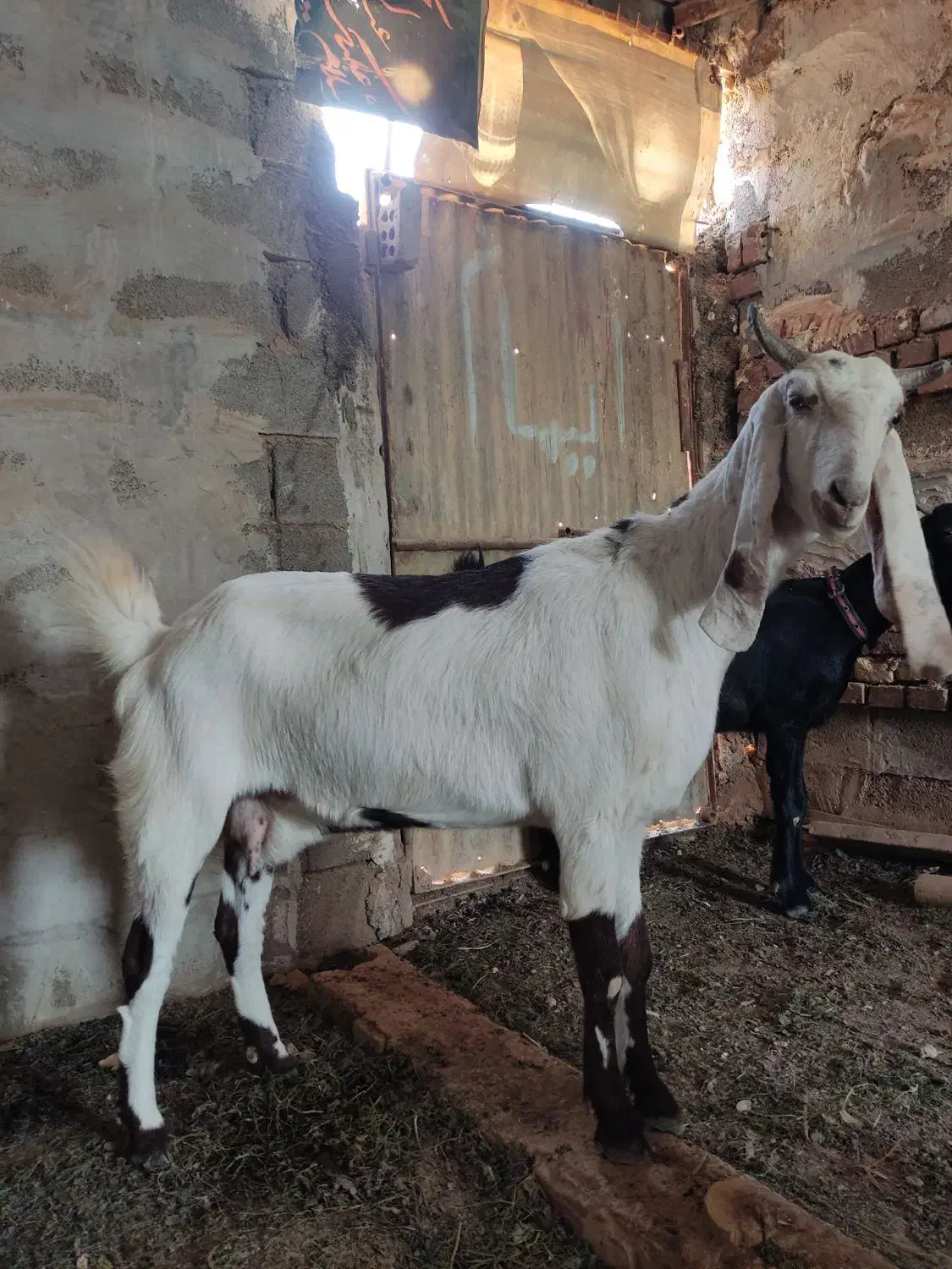 بز نجدی|حیوانات مزرعه|امیدیه, |دیوار