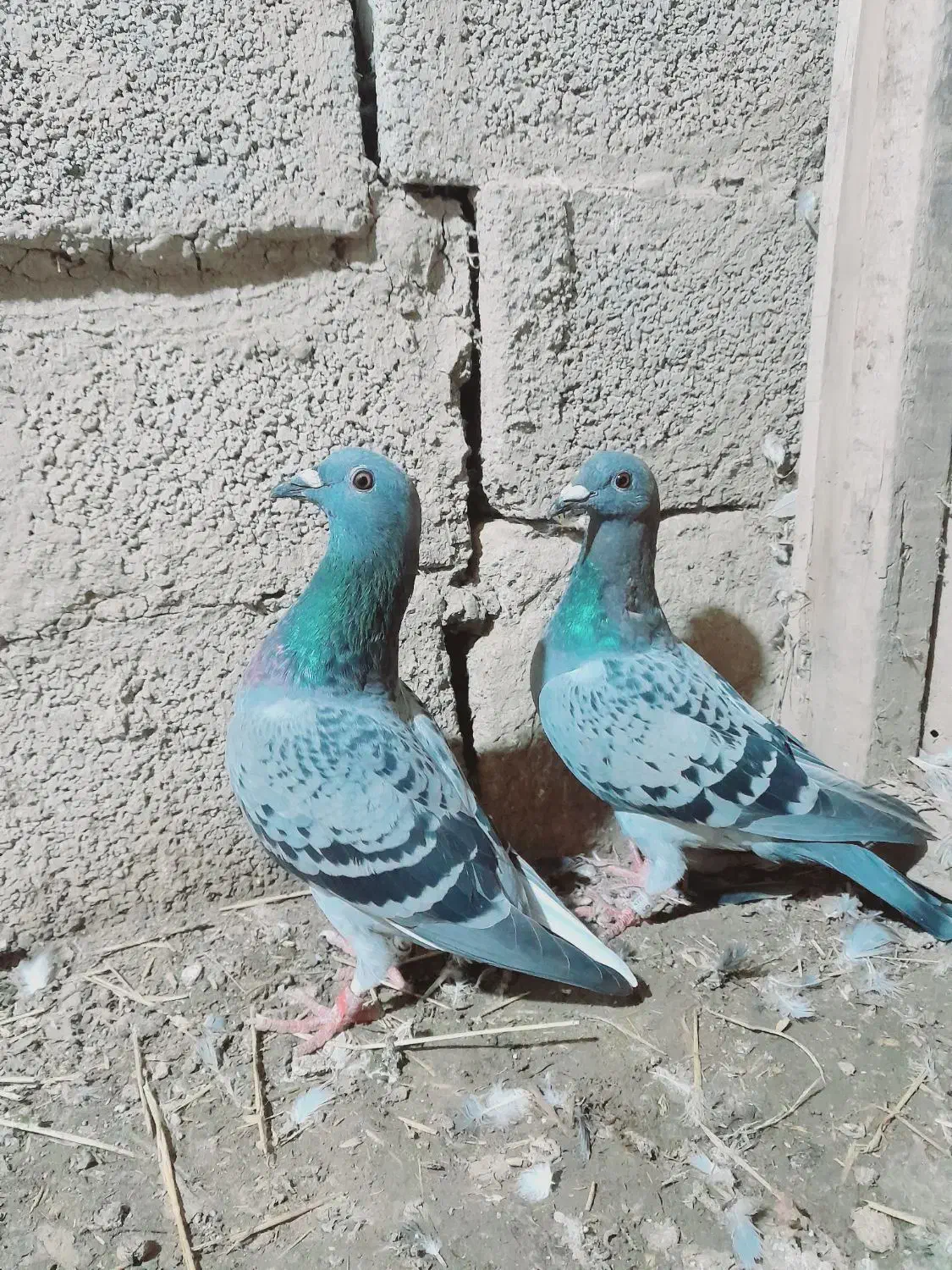 کبوتر مسافتی|پرنده|گنبد کاووس, |دیوار