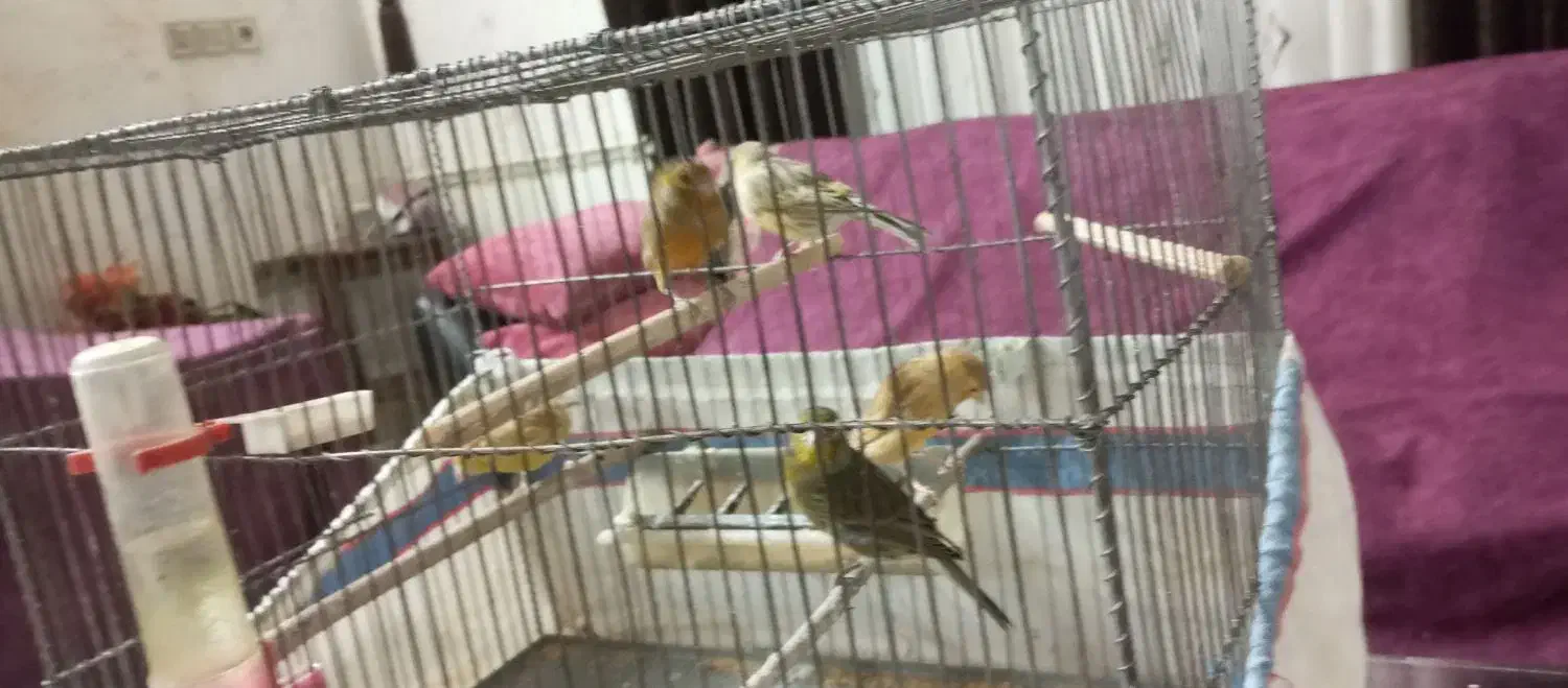 قناری ماده و نر|پرنده|صدرا-فارس, فاز ۱|دیوار