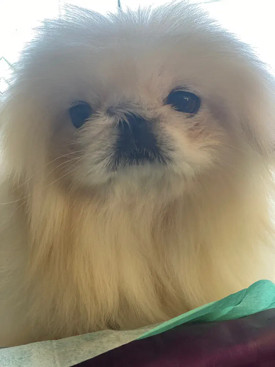 ‌یکینیز امپریال کیفیت عجوبه جوان جفت بیضه ۲۵|سگ|رشت, حمیدیان|دیوار