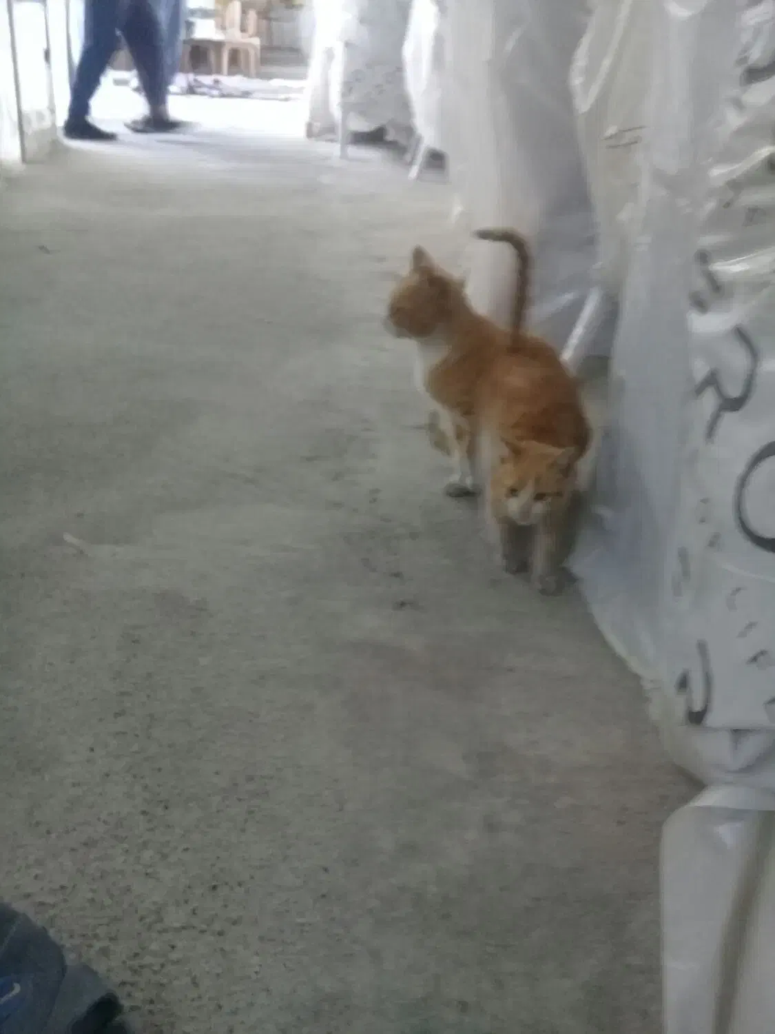 گربه احلی|گربه|آق قلا, |دیوار