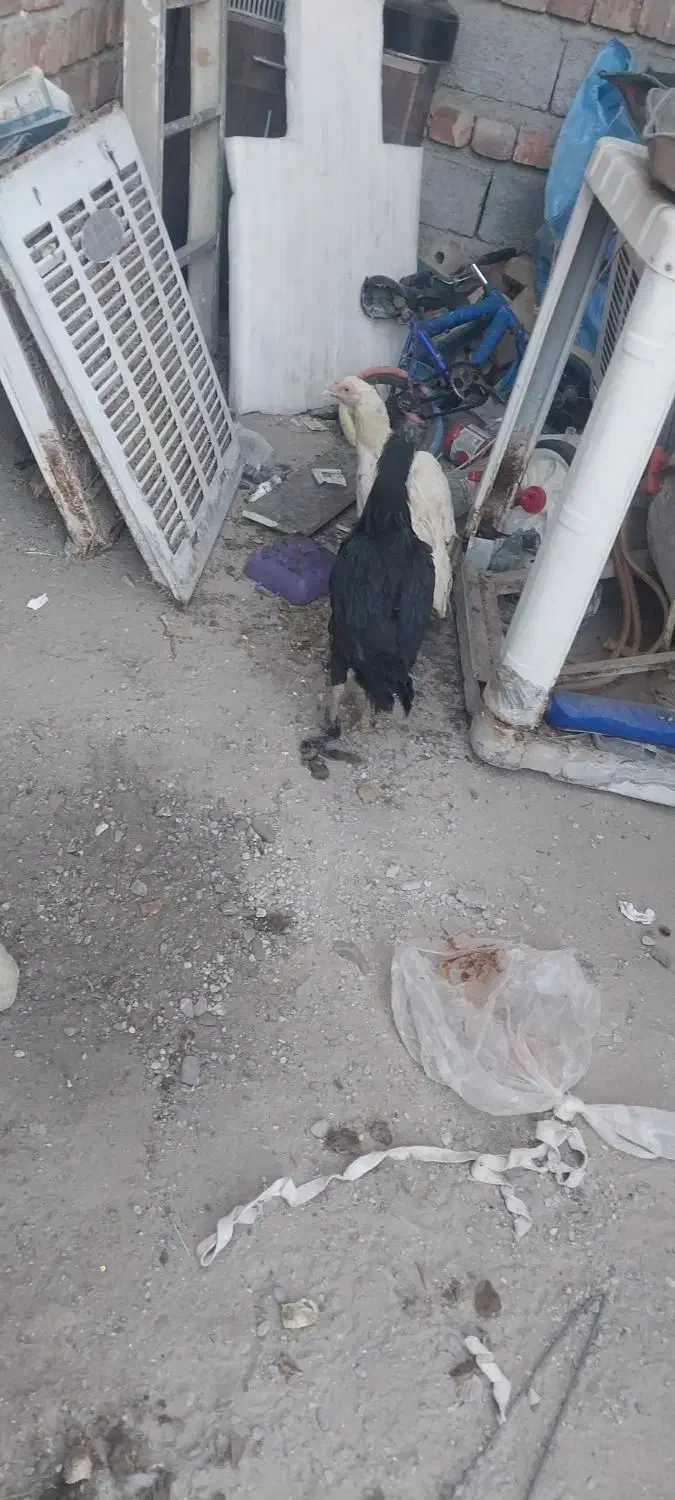 مرغ دشتیاری|حیوانات مزرعه|ایرانشهر, |دیوار