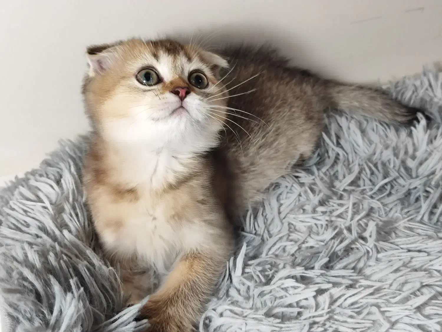 بچه گربه بریتیش اسکاتیش اصیل|گربه|تهران, دبستان|دیوار