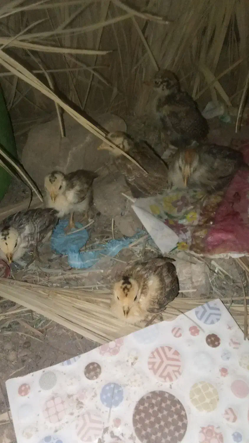 سالم|حیوانات مزرعه|فهرج, |دیوار