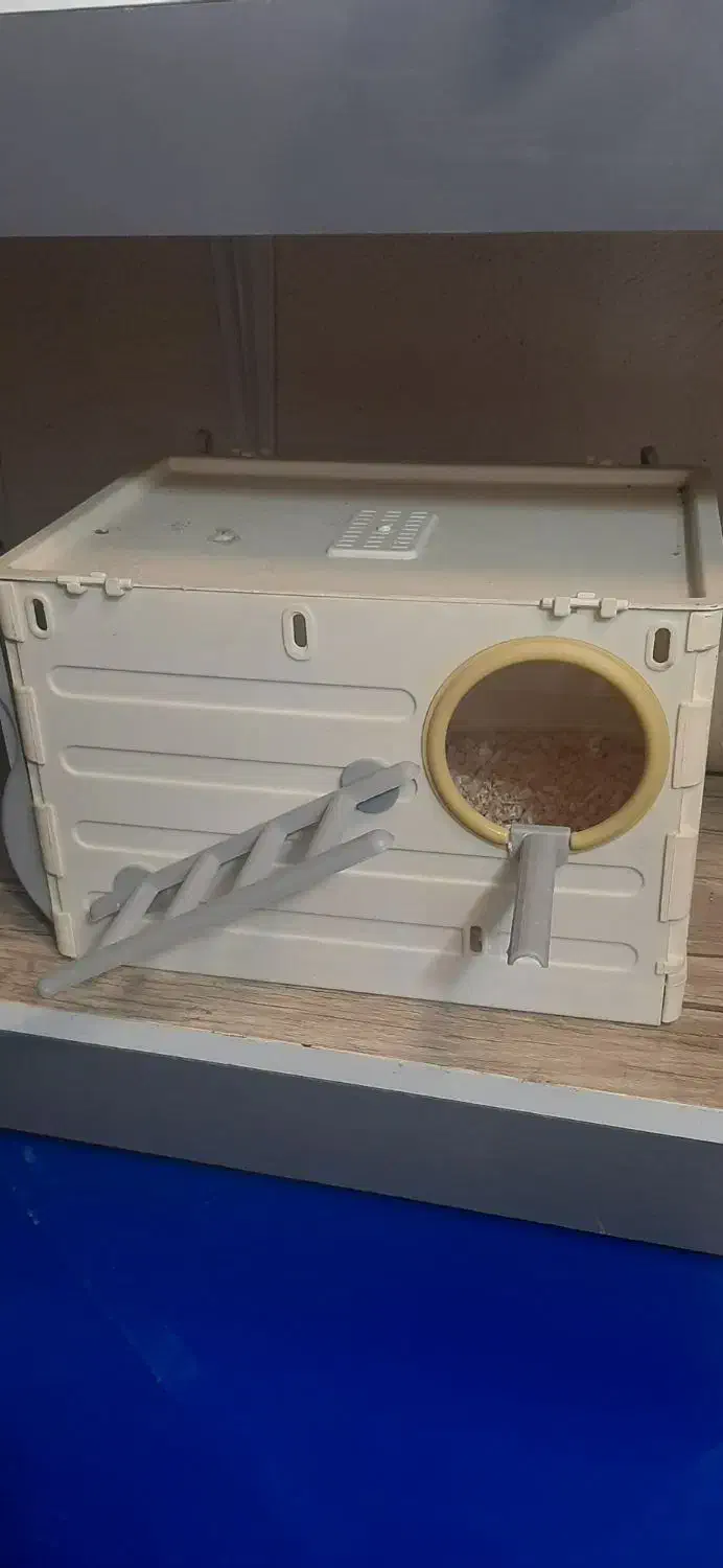 لانه عروس هلندی .طوطی برزیلی|لوازم جانبی حیوانات|صدرا-فارس, فاز ۱|دیوار