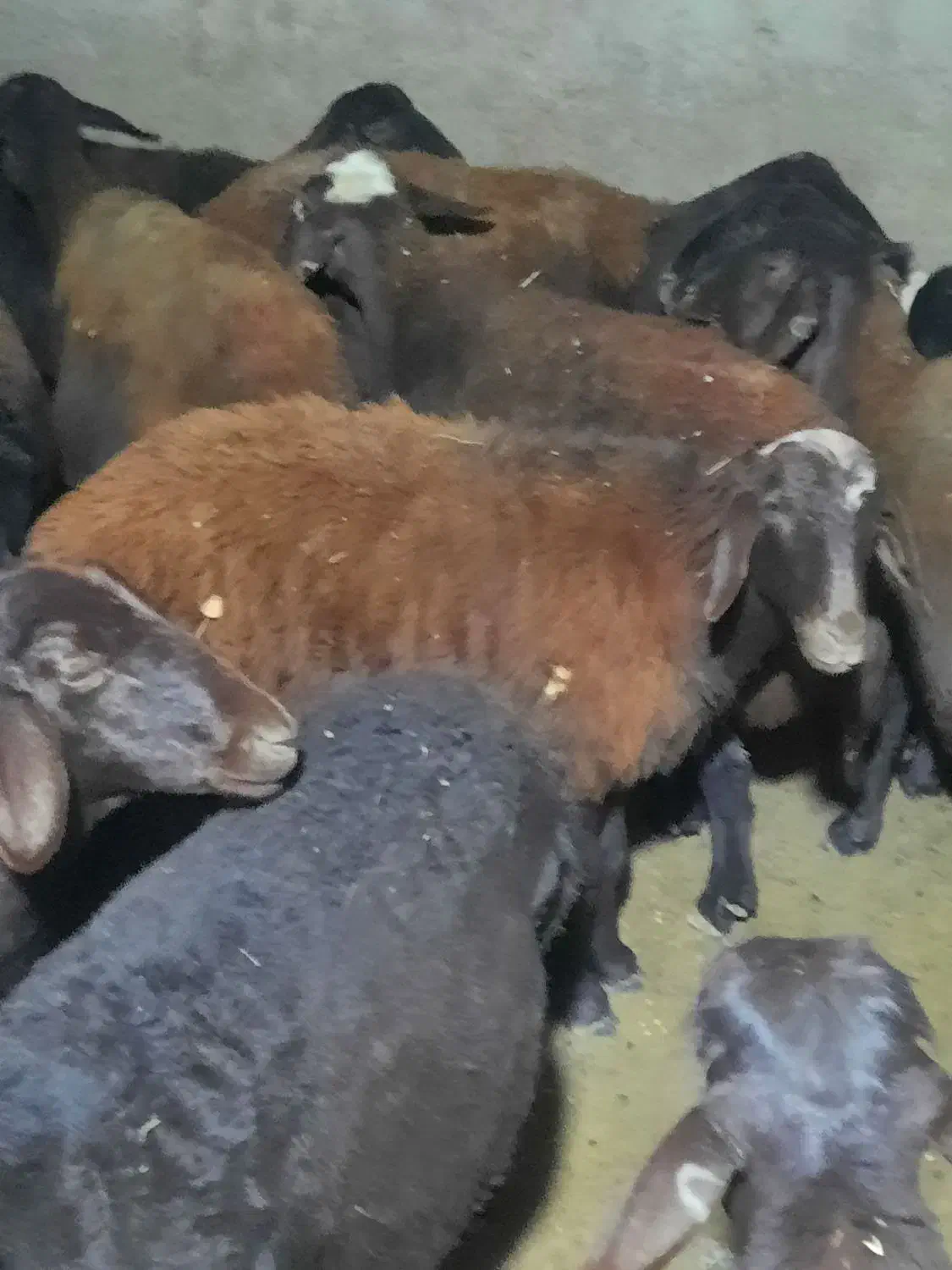 میش آبستن سنگین مایه و بره دار افشار از قوچ هترو|حیوانات مزرعه|زنجان, |دیوار