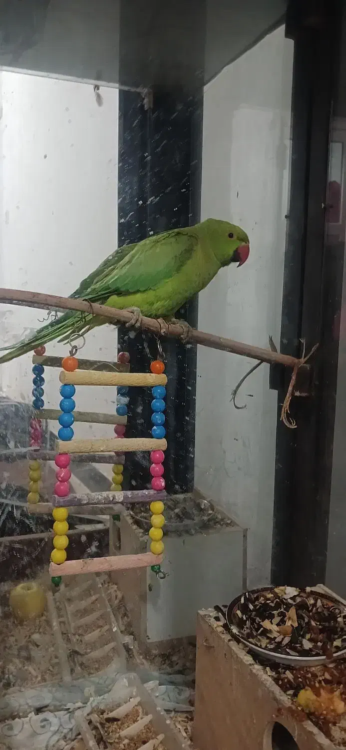 قیمت توافقی|پرنده|مریوان, |دیوار