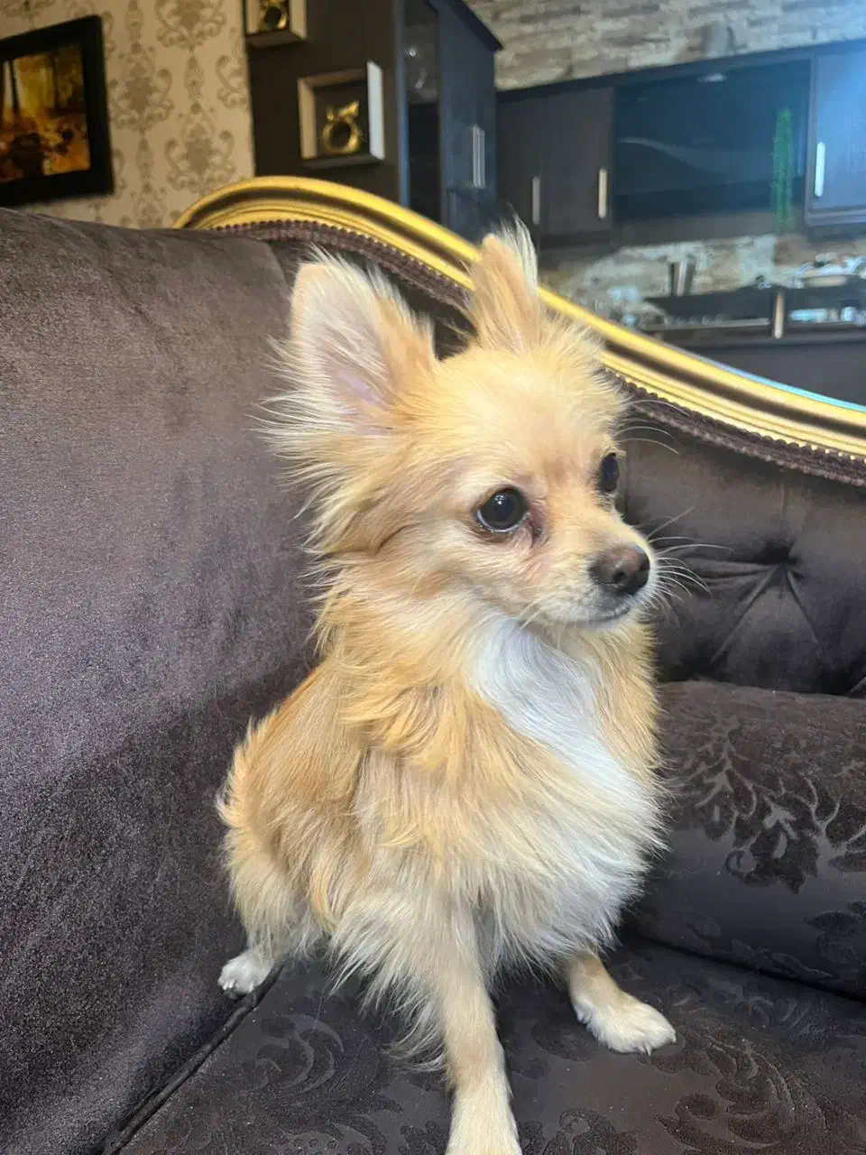 فروش سگ پامر|سگ|دوگنبدان, |دیوار