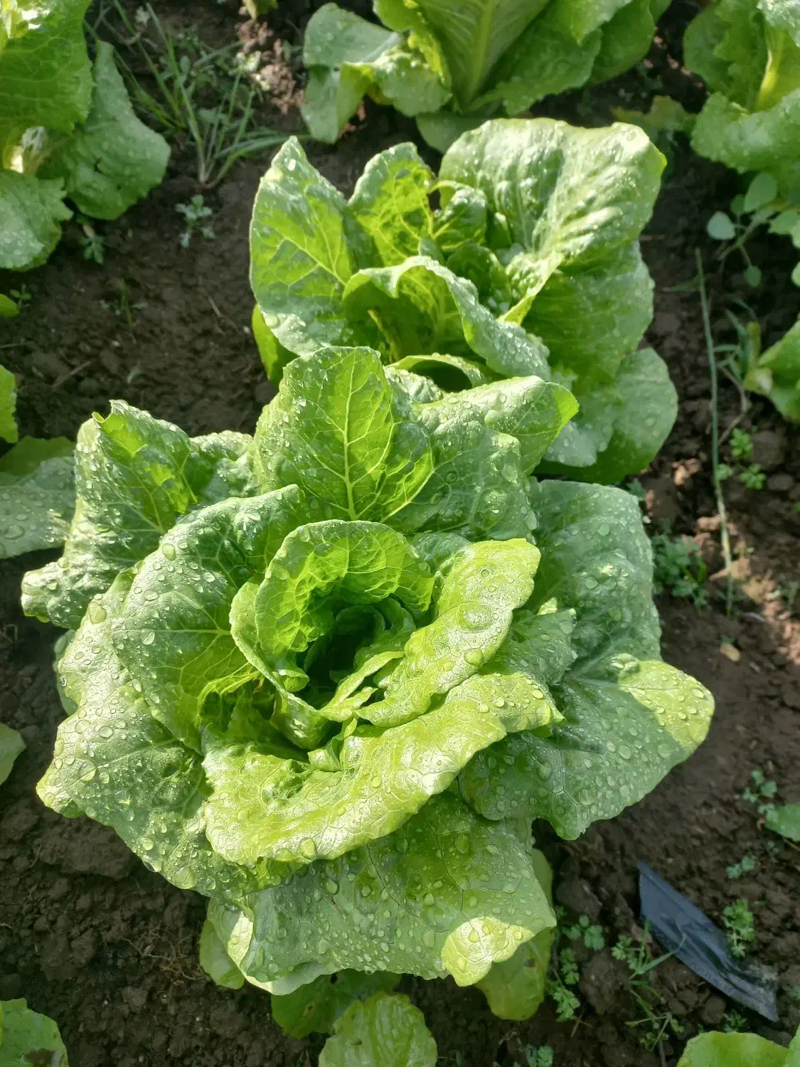 کاهو تمیز پیچی|خوردنی و آشامیدنی|جویبار, |دیوار