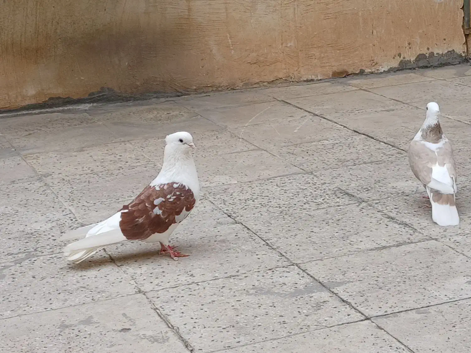 سلام|پرنده|اندیمشک, |دیوار