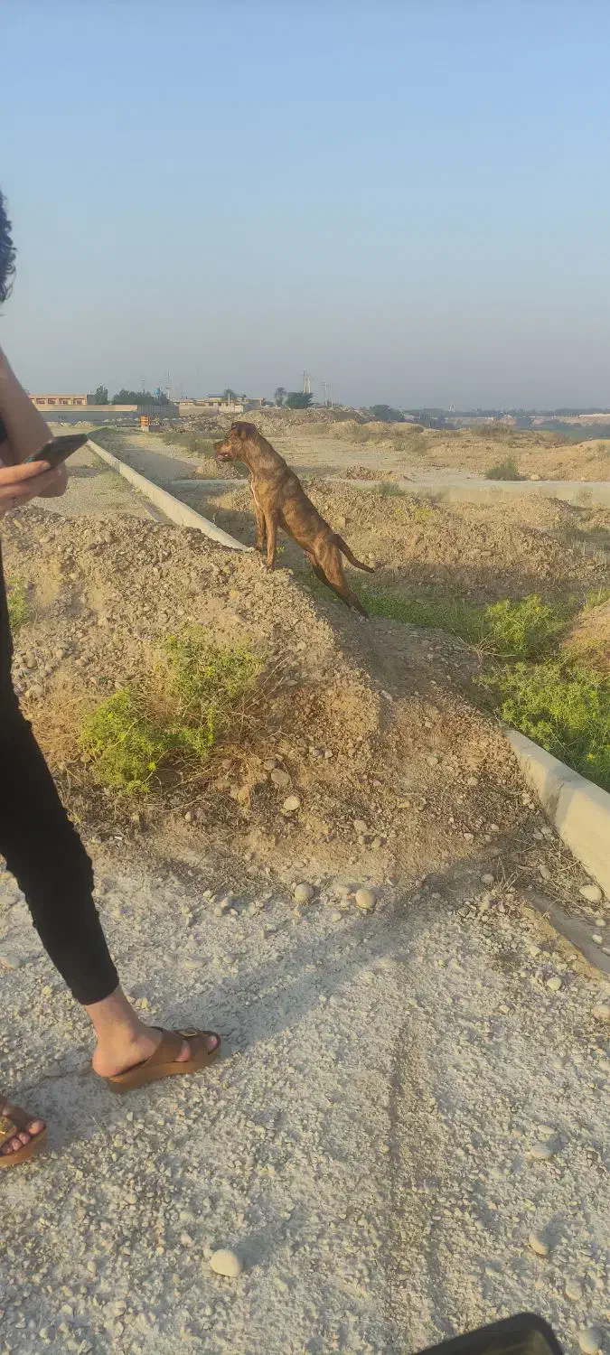 واگذاری سگ پیت بول|سگ|سعدآباد, |دیوار