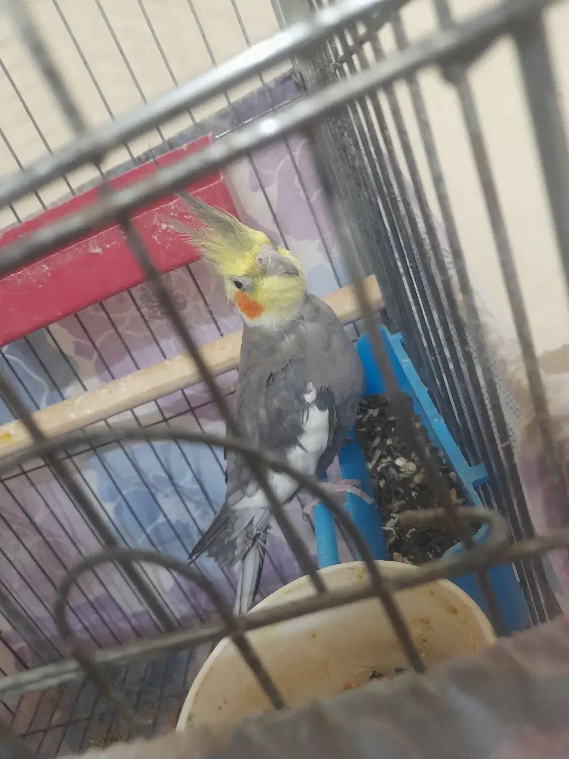 عروس|پرنده|دامغان, |دیوار