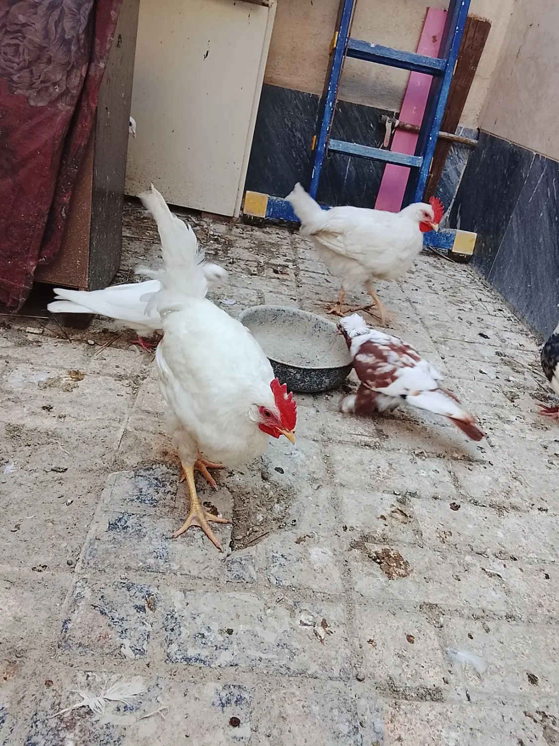کفتر|پرنده|اردبیل, |دیوار