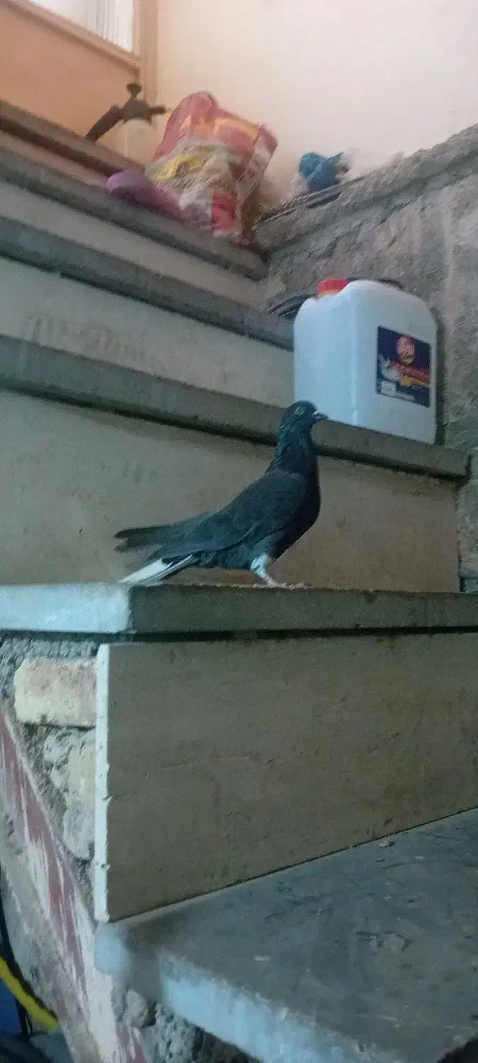 کفتر اصفهانی سیاه دم سفید تخت ماده|پرنده|خمینی‌شهر, |دیوار