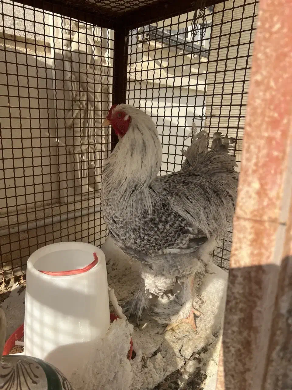 خروس برهما بارد یا کوکو|حیوانات مزرعه|تهران, سازمان آب|دیوار