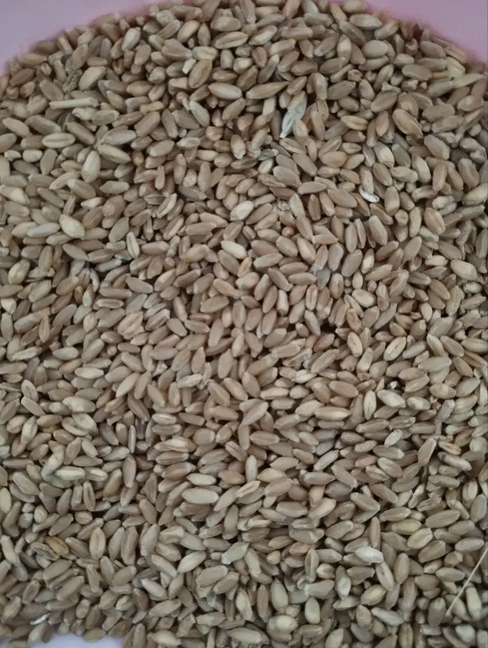 گندم بذری|خدمات باغبانی و درختکاری|ایوان, |دیوار