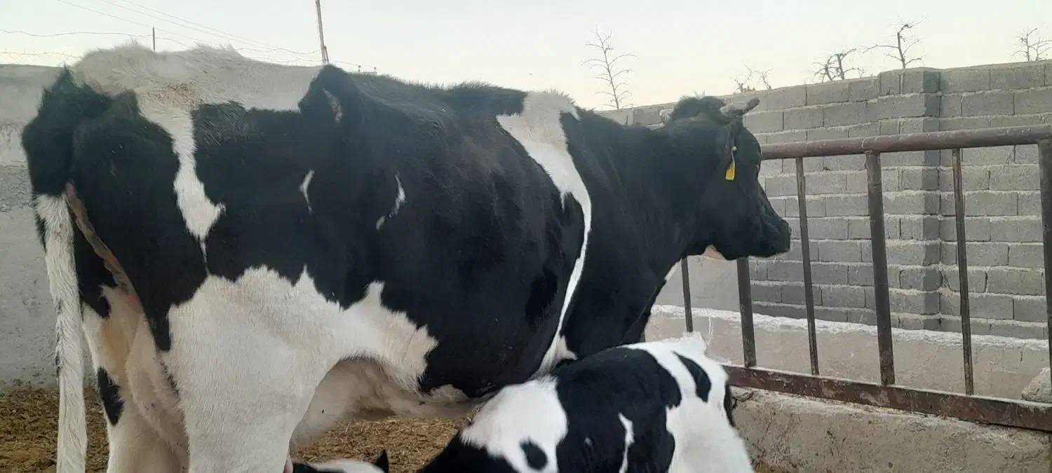 گاو|حیوانات مزرعه|سرداران, |دیوار