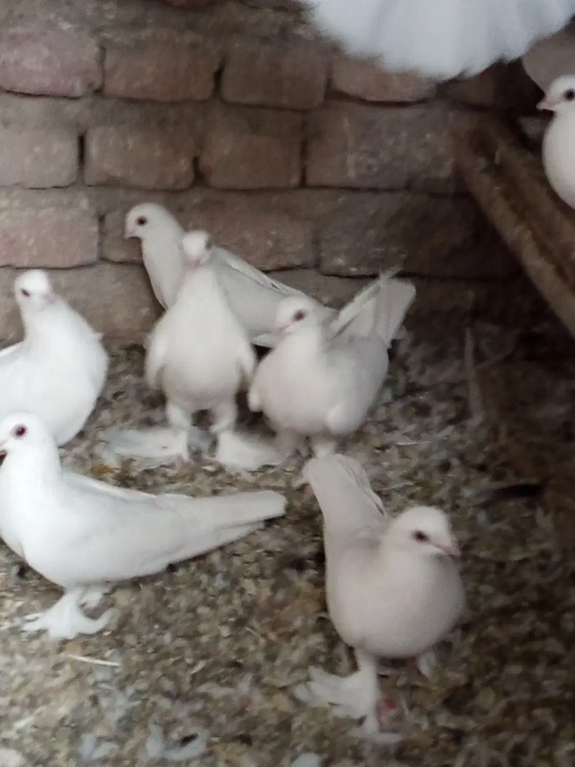 فروش 16عدد لوطی به فروش میرسد|پرنده|ایلخچی, |دیوار