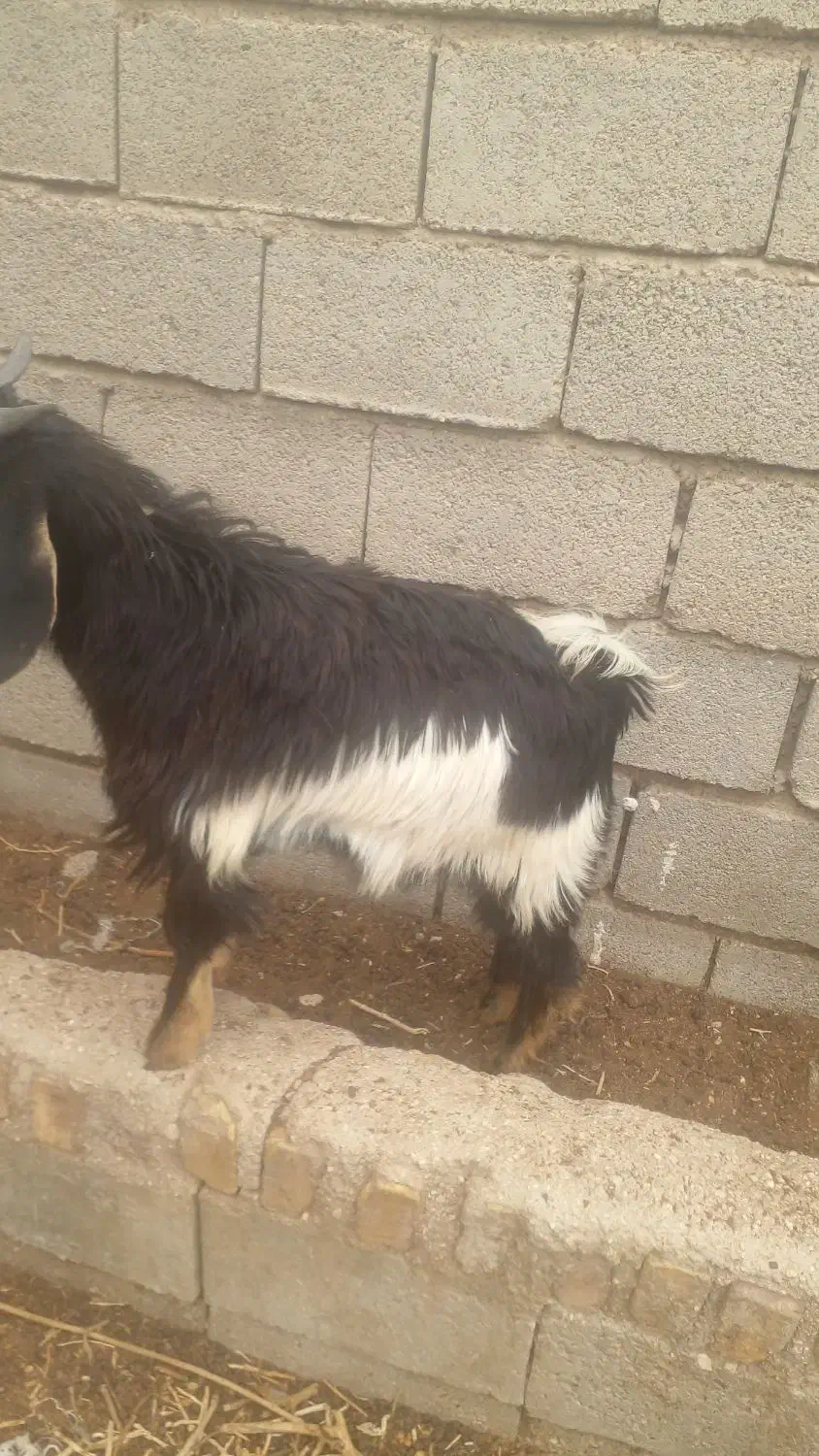 فروش کهره|حیوانات مزرعه|نی‌ریز, |دیوار