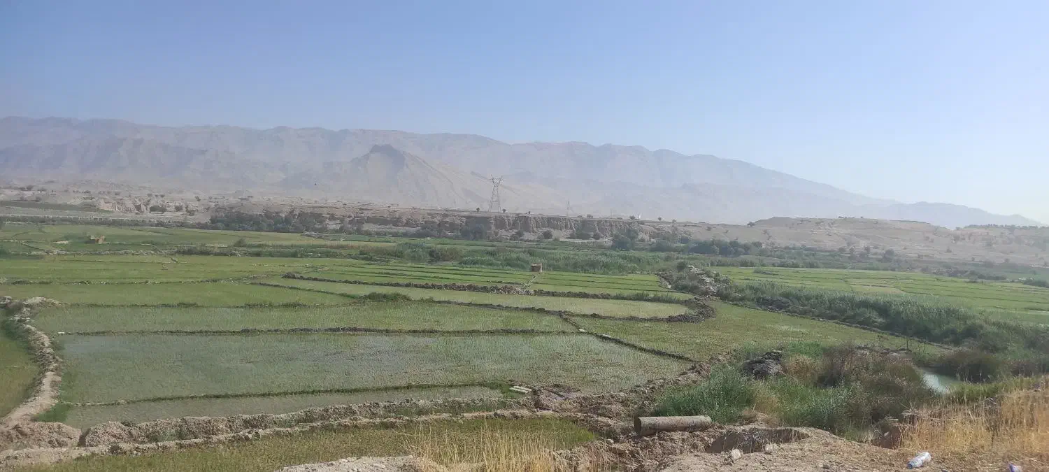زمین برنجکاری|فروش دفتر صنعتی، کشاورزی، تجاری|دوگنبدان, |دیوار