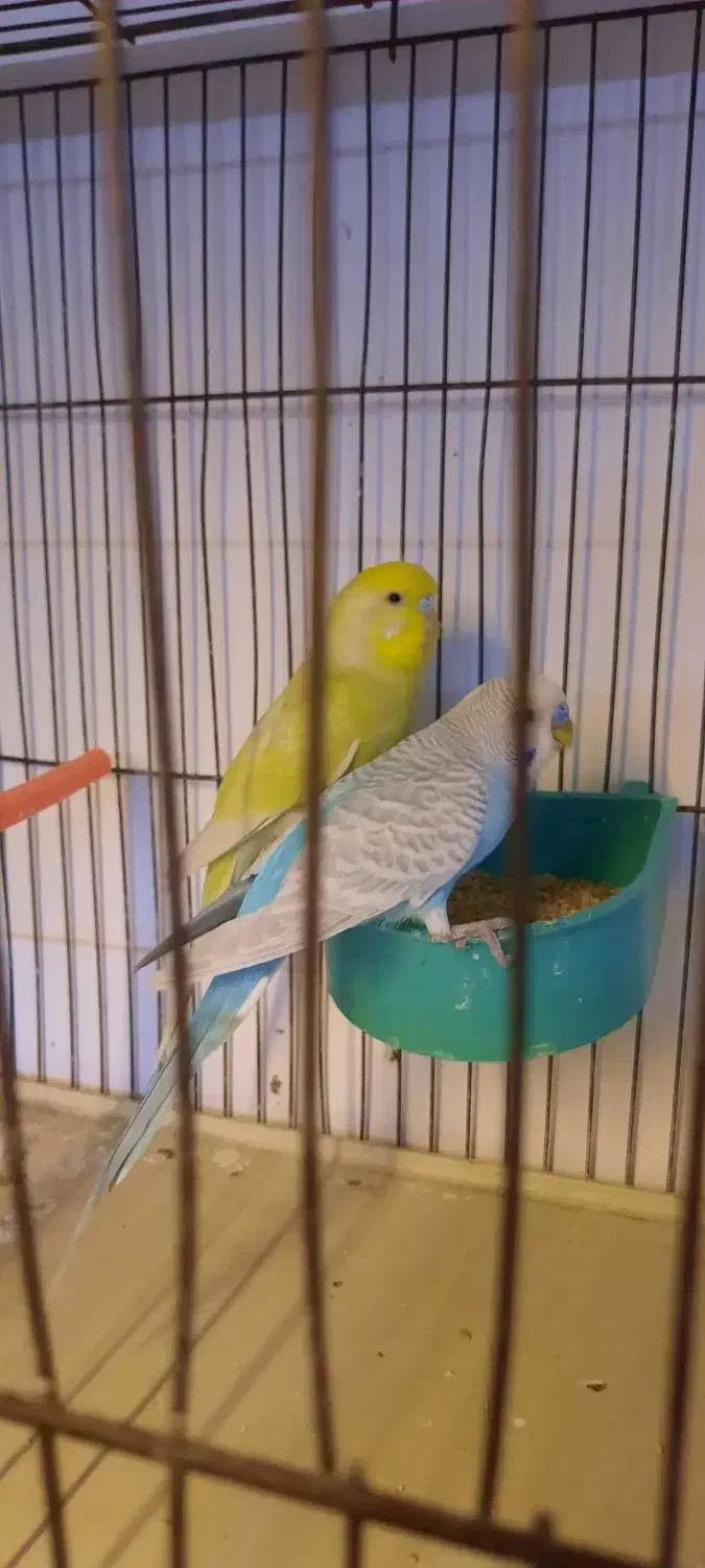 مرغ عشق|پرنده|قم, انسجام|دیوار