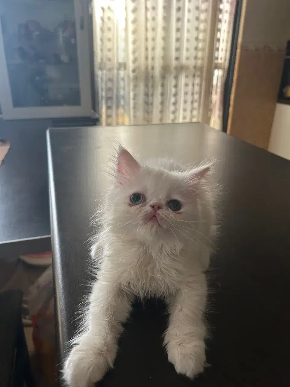 واگذاری پرشین اسکاتیش|گربه|گرگان, |دیوار