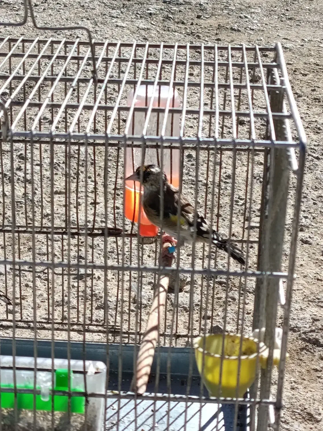 دوتا جوجه سهره نر زیر دهن|پرنده|دیواندره, |دیوار