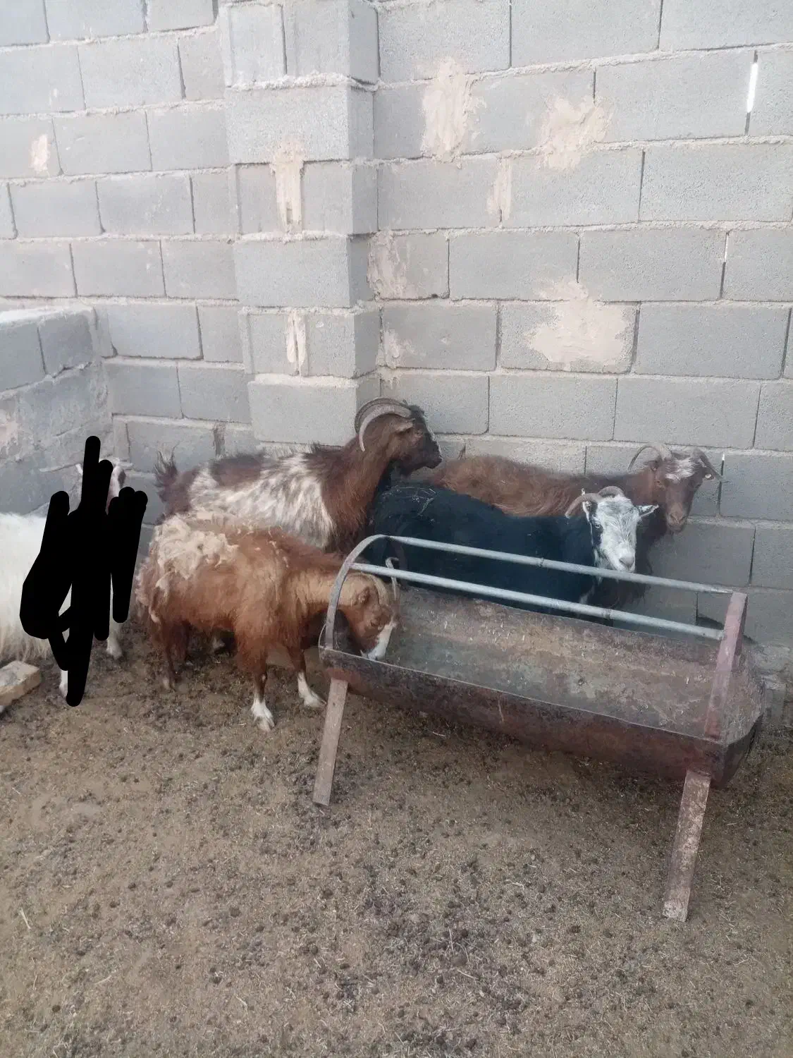 بز بومی|حیوانات مزرعه|میبد, |دیوار