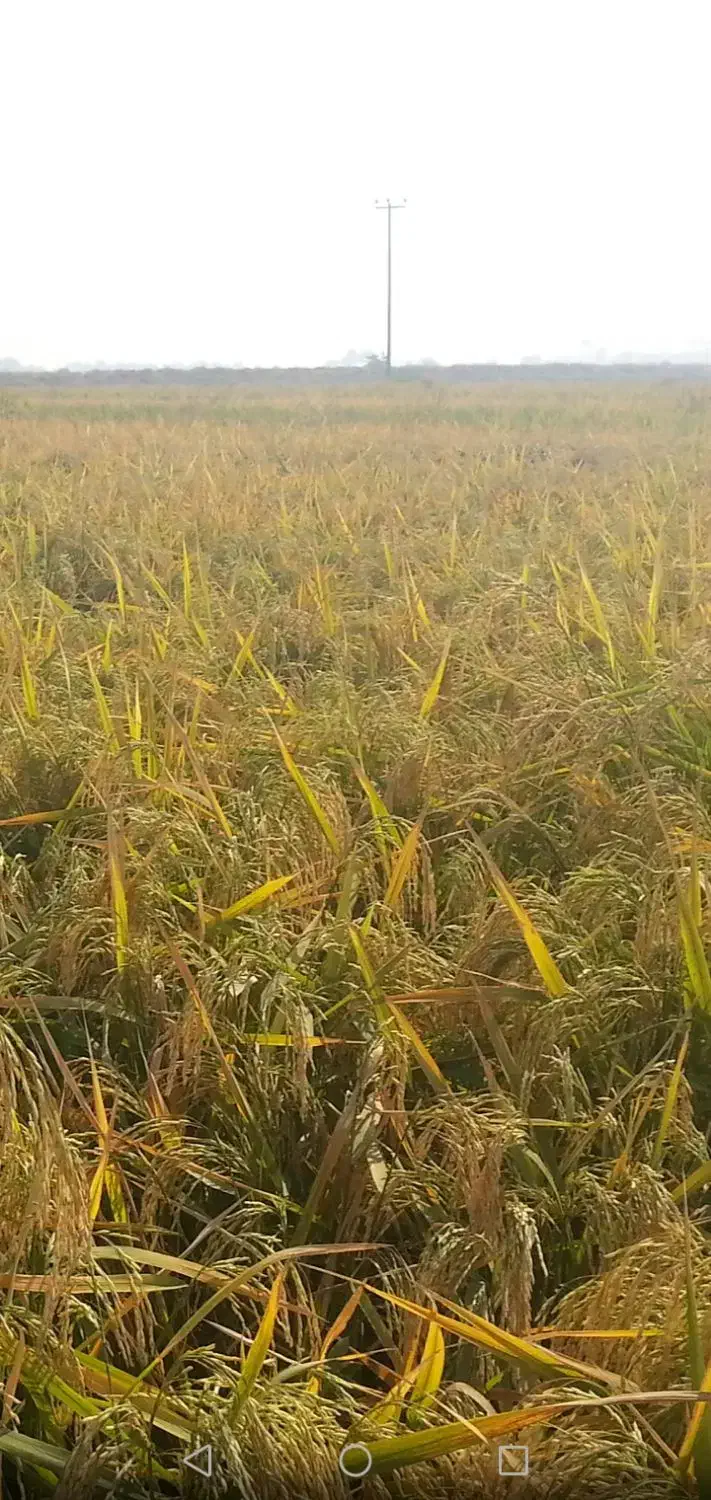 برنج عنبربو شوشتر|خوردنی و آشامیدنی|امیدیه, |دیوار