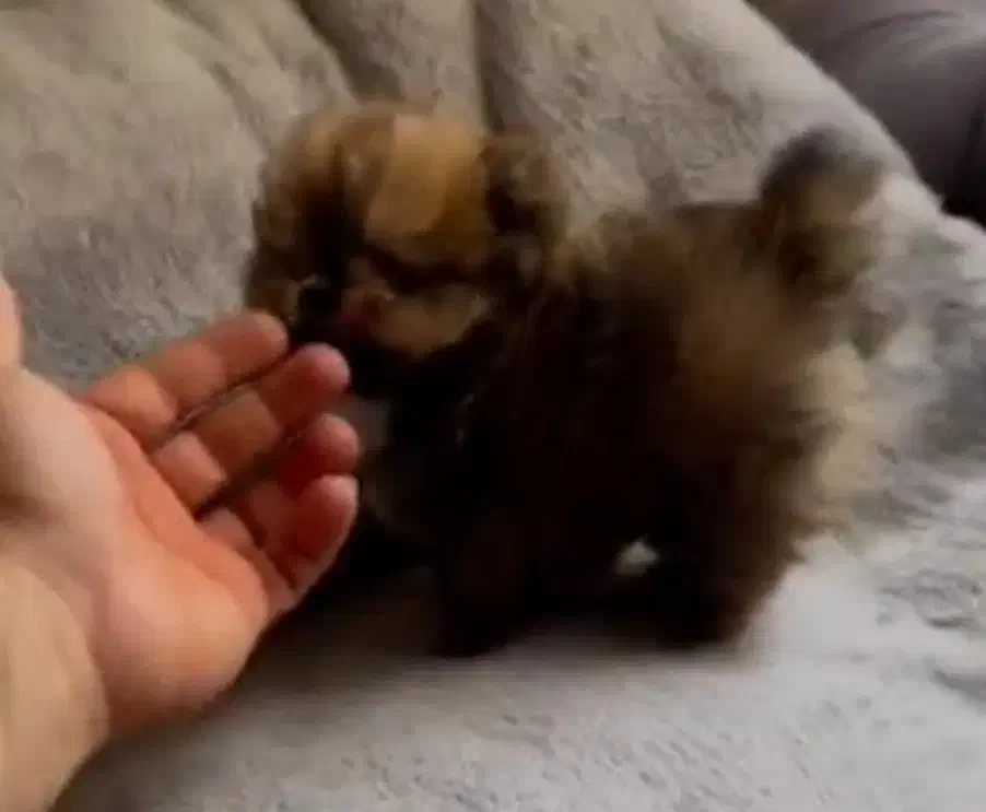 انواع پامر عروسکی|سگ|اندیشه, اندیشه فاز ۶|دیوار