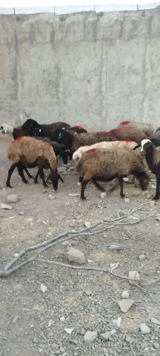 گوسفند جوان افشاری آبستن|حیوانات مزرعه|ری, فیروزآباد|دیوار