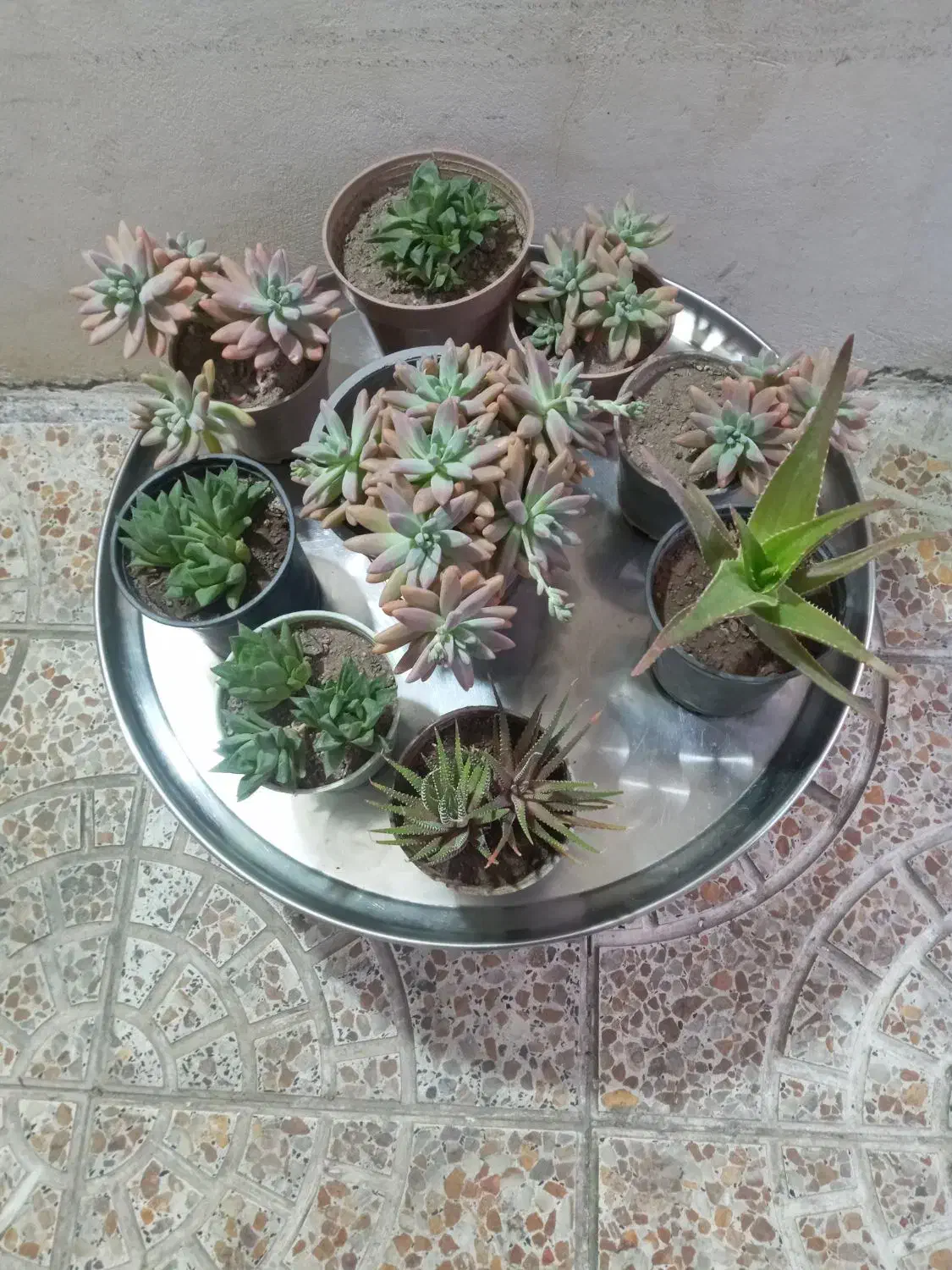 گل های آپارتمانی و کاکتوس|گل و گیاه طبیعی|مشگین شهر, |دیوار