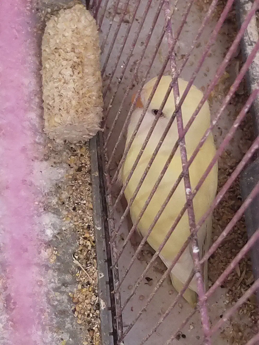 عروس هلندی جوجه عروس جوجه کتوله|پرنده|سبزوار, کهنه آب|دیوار