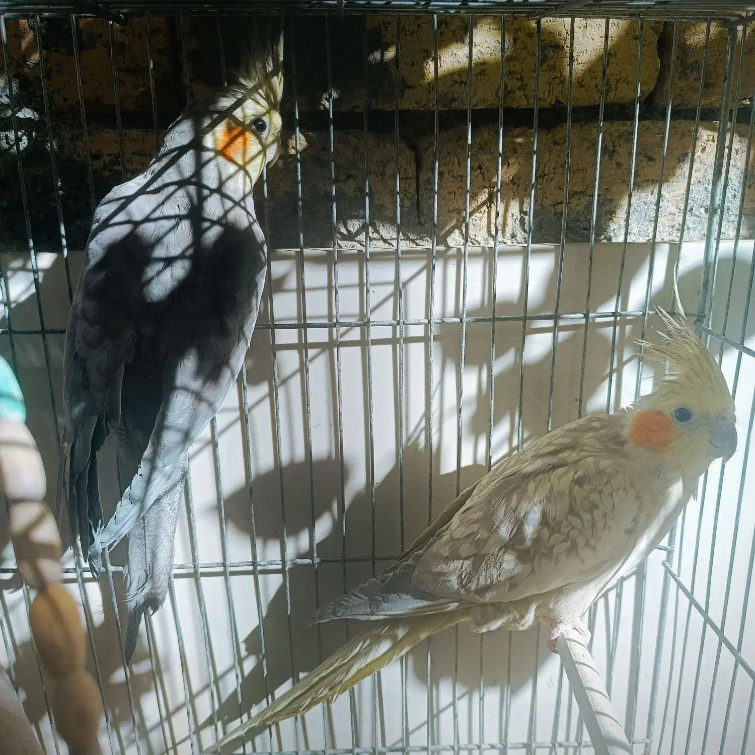 عروس هلندی،طوطی برزیلی،مرغ عشق|پرنده|سنندج, |دیوار