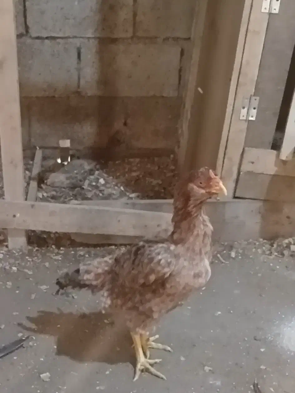 مرغ لاری معاوضه و فروش|حیوانات مزرعه|مرزیکلا, |دیوار