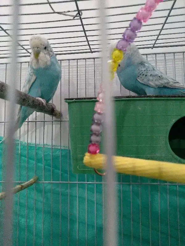 مرغ عشق انگلیسی سرحال|پرنده|محمدشهر, جعفرآباد|دیوار