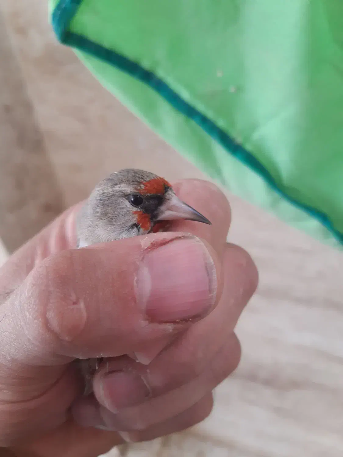 سهره کرمونی|پرنده|خمینی‌شهر, |دیوار