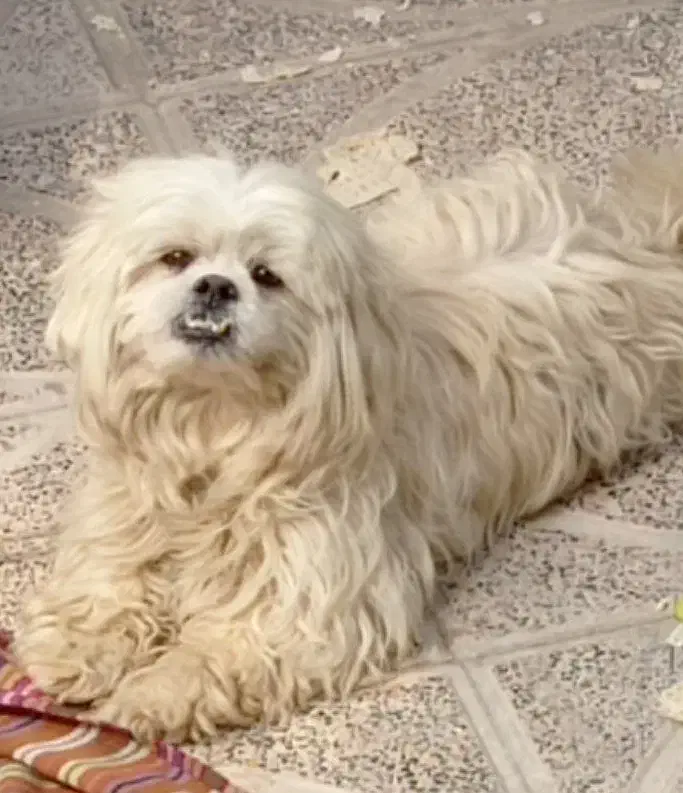 سگ شیتزو|سگ|کرمانشاه, |دیوار