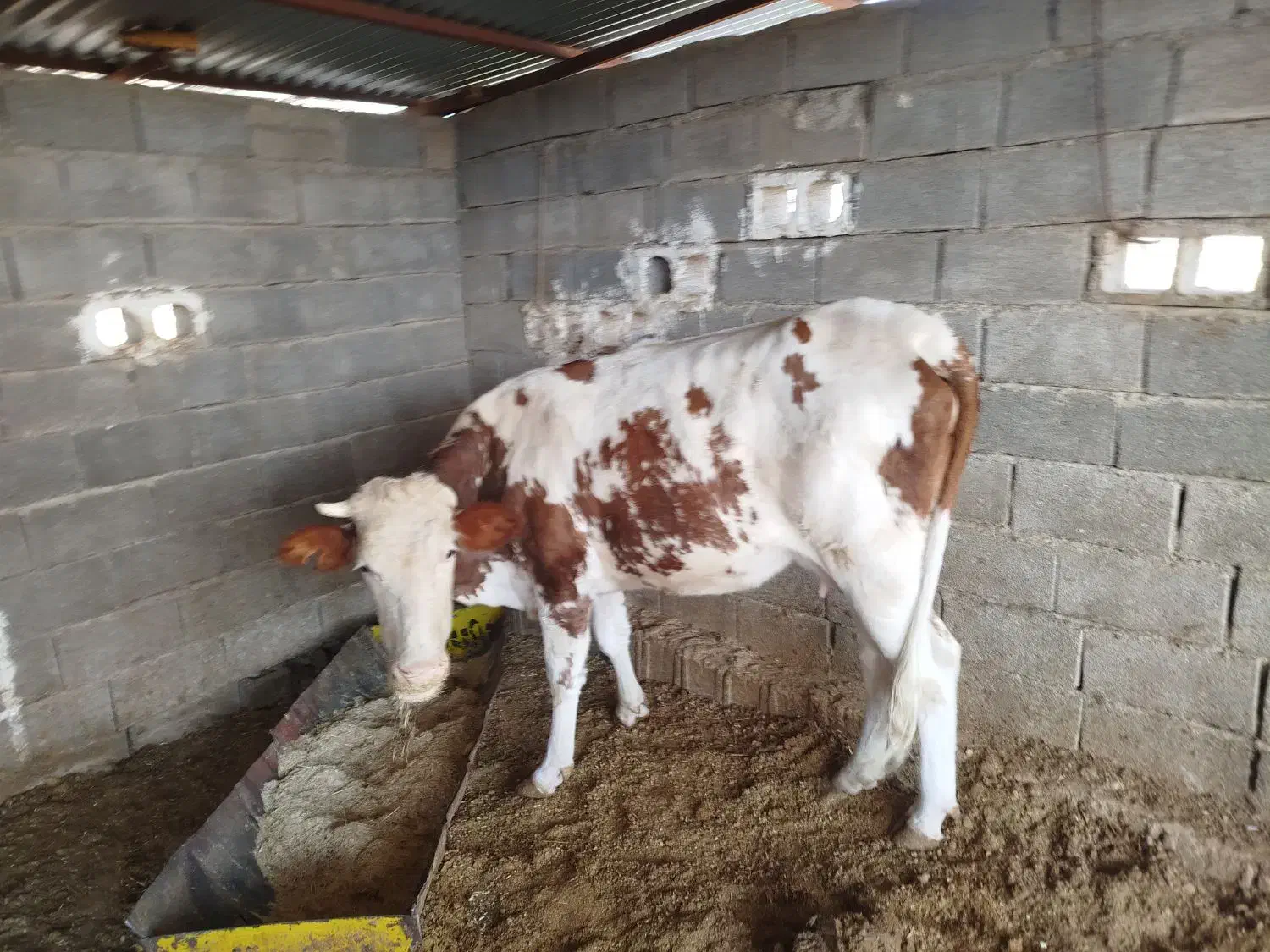 سه تا گاو جوان|حیوانات مزرعه|نورآباد ممسنی, |دیوار