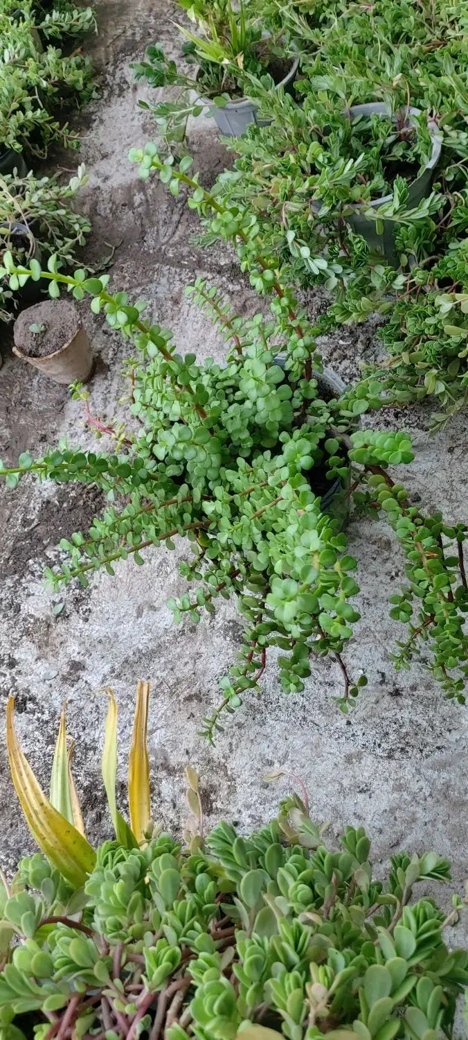 فروش انواع گلهای طبیعی|گل و گیاه طبیعی|بندر گناوه, |دیوار