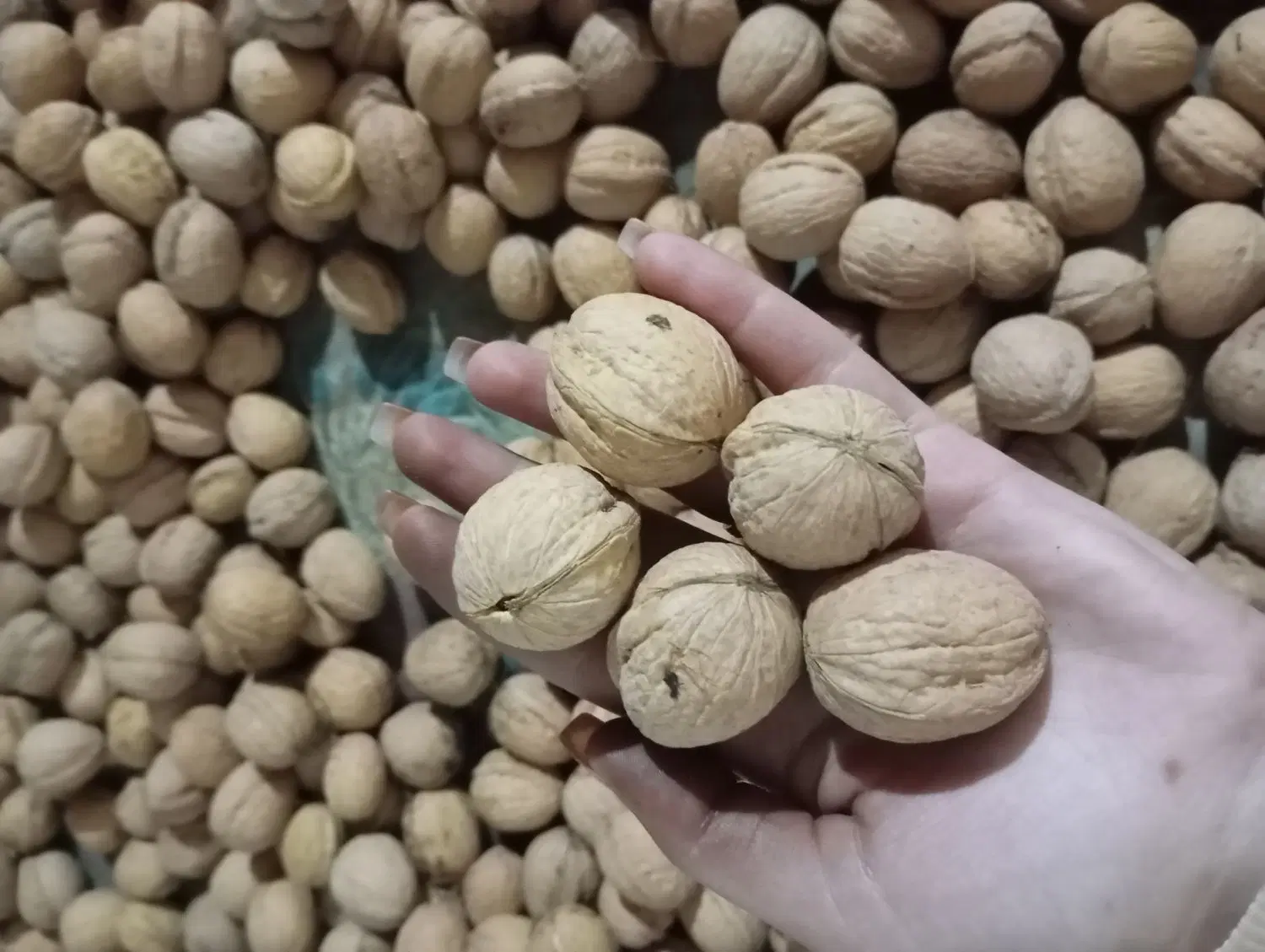 گردو|خوردنی و آشامیدنی|تیکمه داش, |دیوار