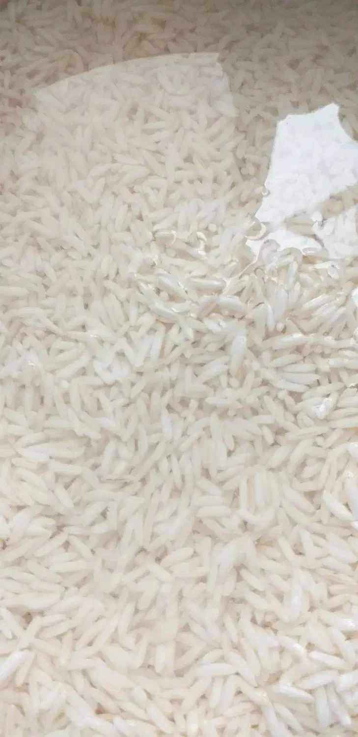 برنج معطر بدون واسطه از کشاورز، طارم ، طارم هاشمی|خوردنی و آشامیدنی|تهران, مینای شمالی (مخبر)|دیوار