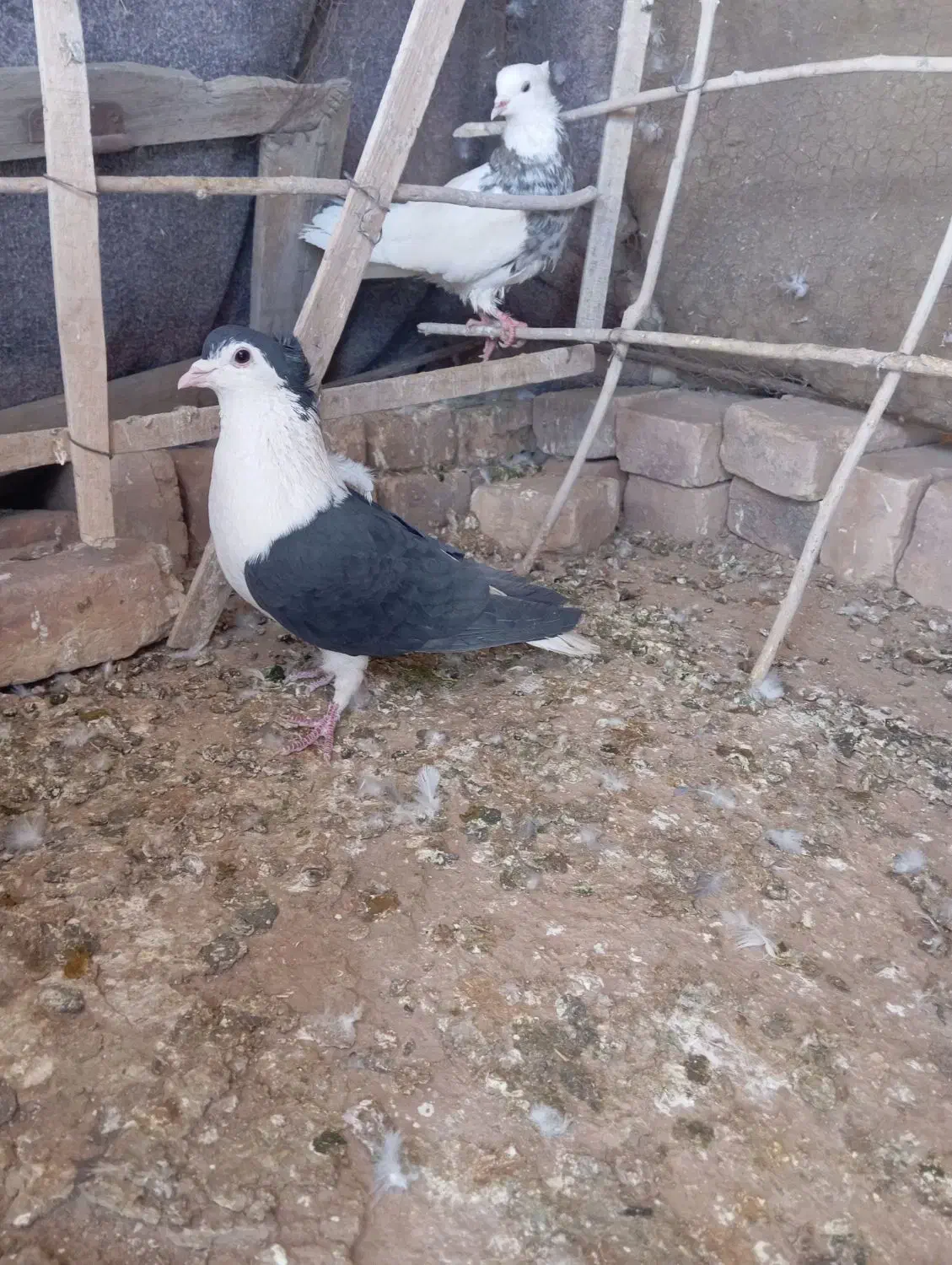 طوقی ساده|پرنده|خوسف, |دیوار