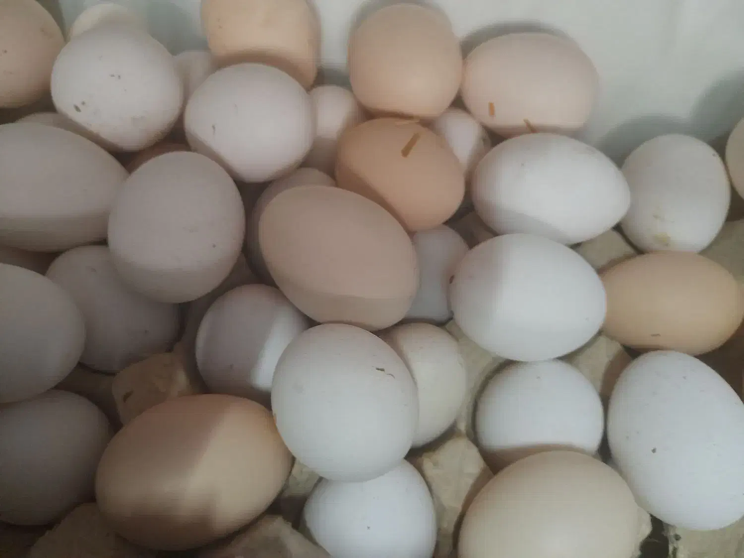 تخم مرغ محلی درشت وبهداشتی و درجه یک|خوردنی و آشامیدنی|ایذه, |دیوار