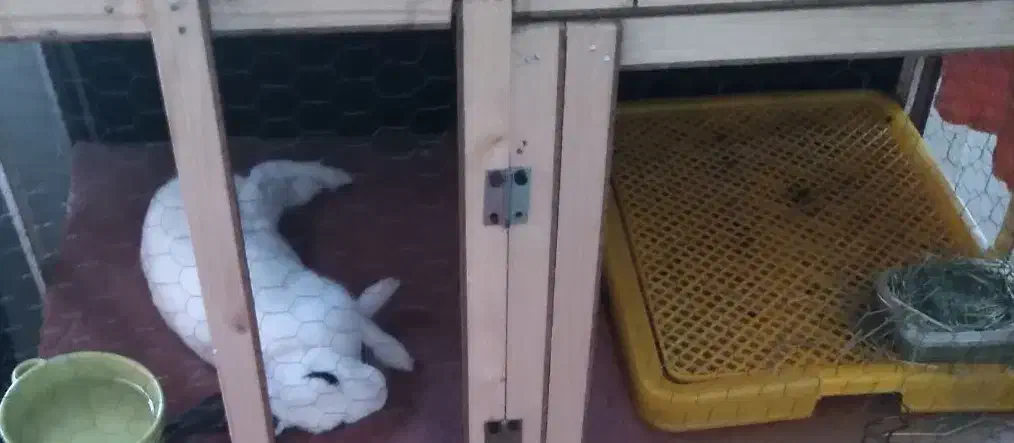 خرگوش|موش و خرگوش|آبادان, |دیوار