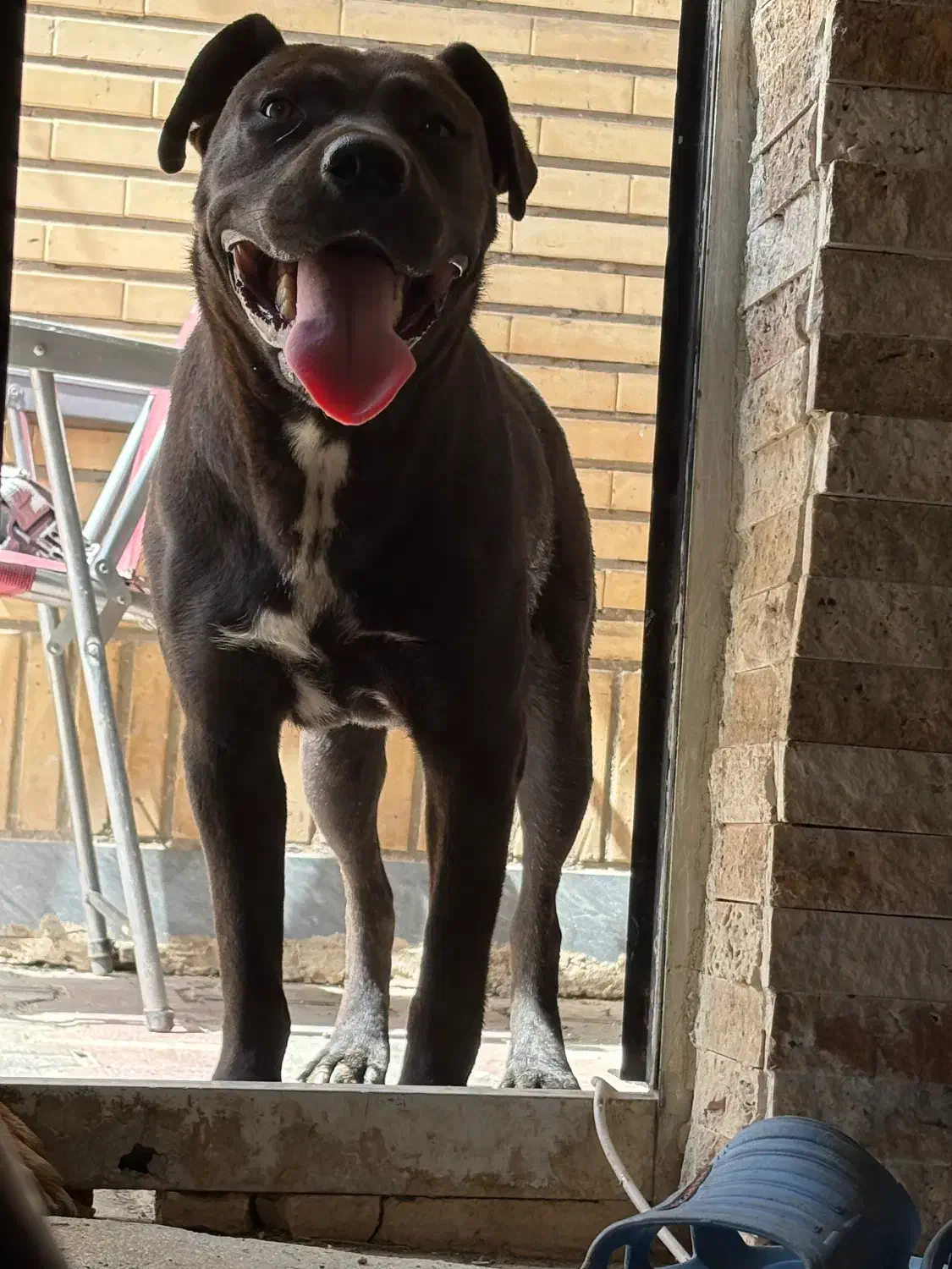 واگذاری آمریکن پیتبول|سگ|جوادآباد, |دیوار