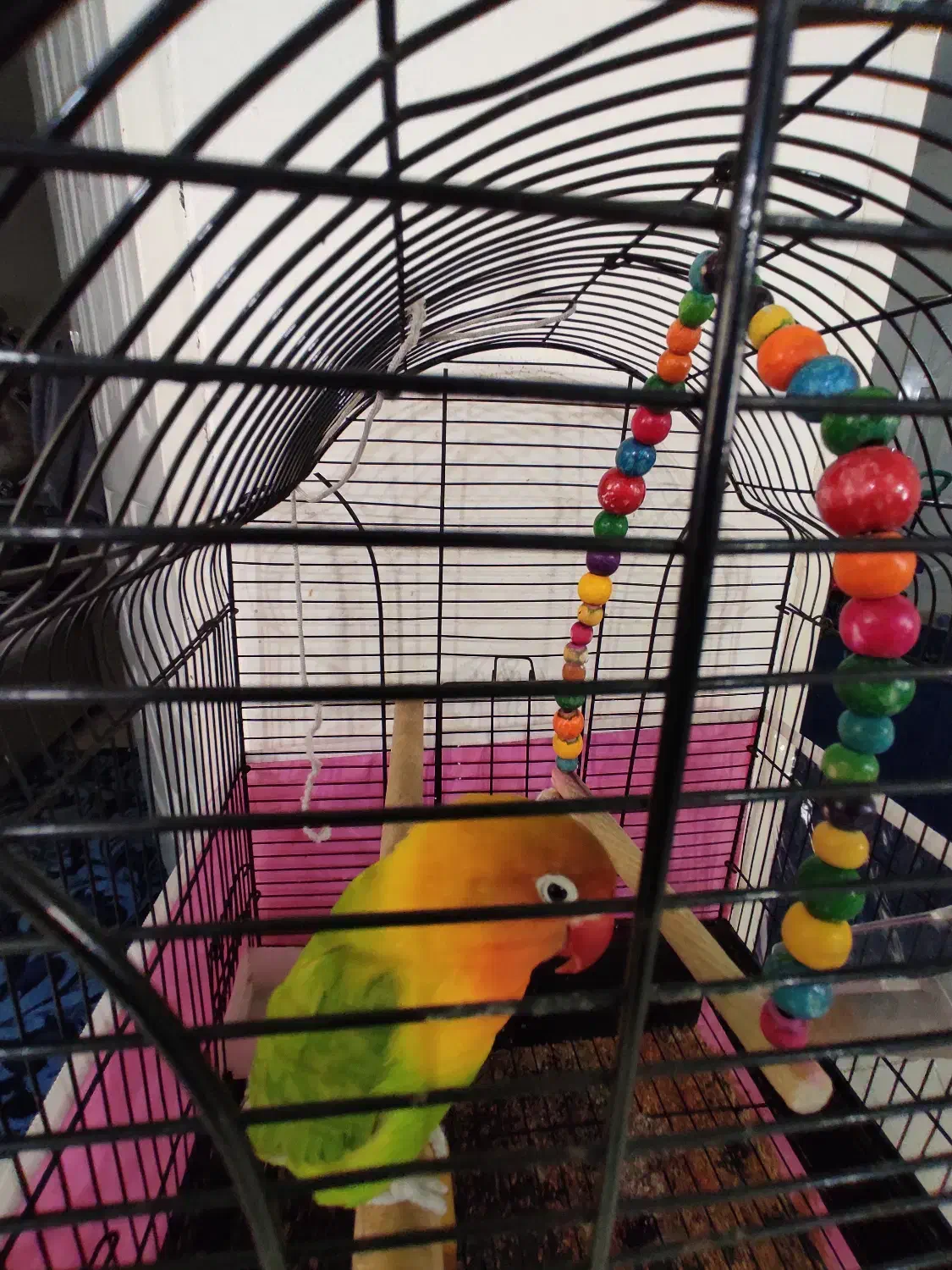 جوجه برزیلی|پرنده|بومهن, |دیوار